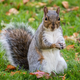 Illustration for article titled The Newest Support Animal To Cause Chaos On Planes: Squirrels